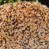 Seven Seed - Image 4